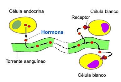 Acción de las hormonas